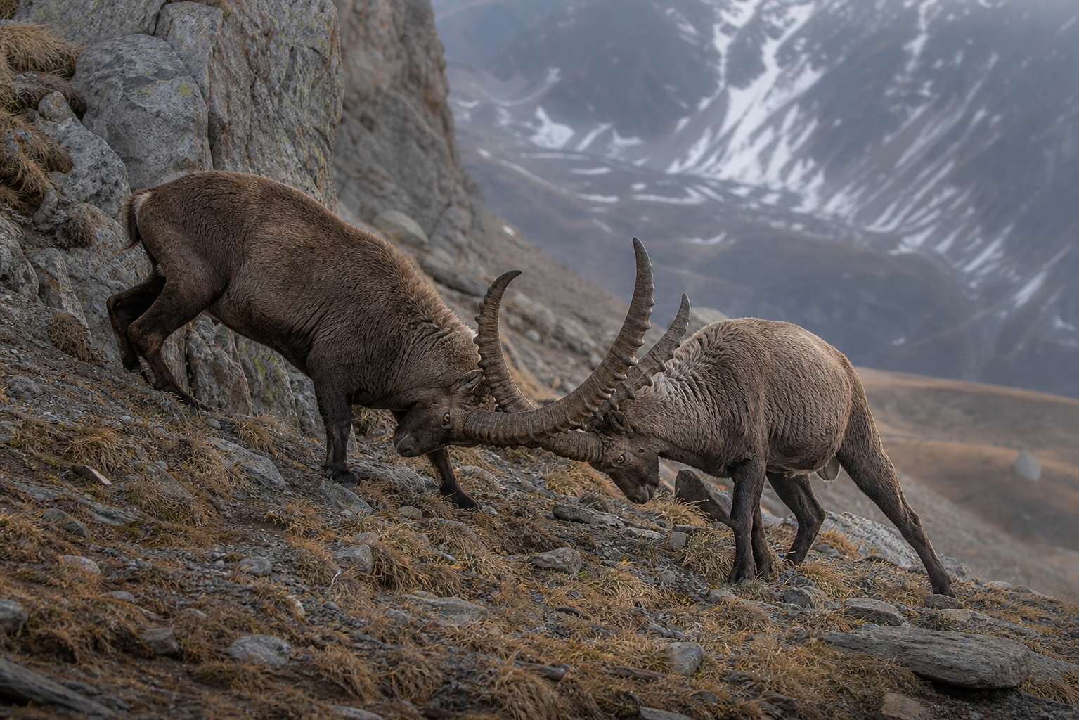 Two male Alpine ibex locking horns on a mountain slope